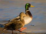 Colvert